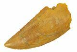 Serrated, Raptor Tooth - Real Dinosaur Tooth #294614-1